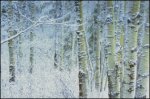 (image for) Birch and Aspin Trees